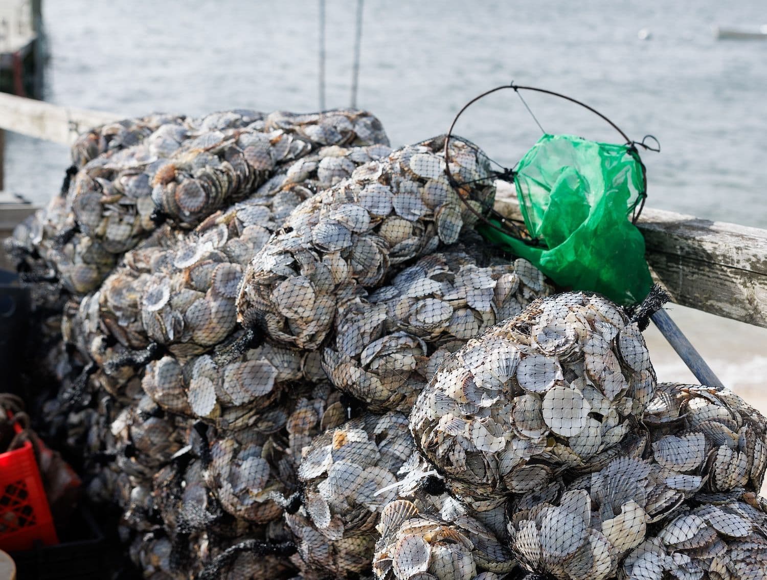 A Step by Step Guide to Scalloping on Nantucket